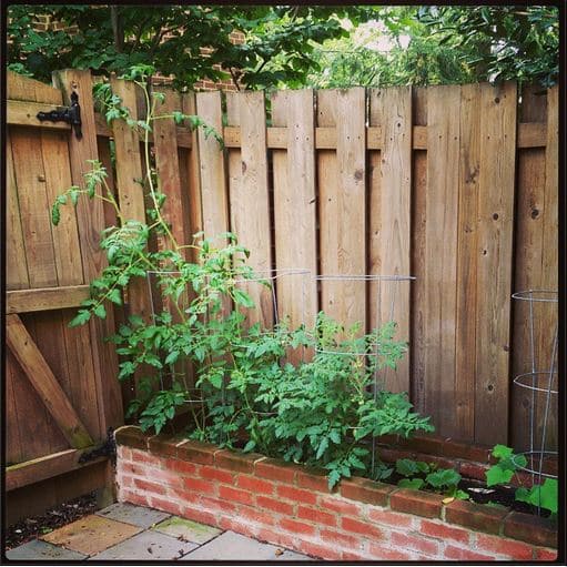 Fast-growing tomato plant